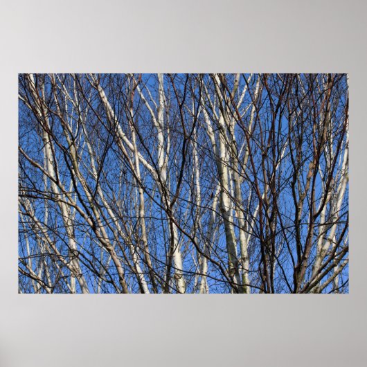 Silver Birch Branches Poster (Voorkant)