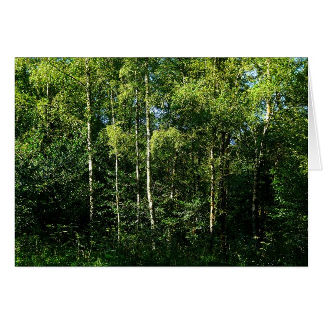 Silver Birch Trees (Voorkant Horizontaal)