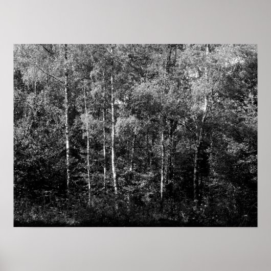 Silver Birch Trees - B&W Poster (Voorkant)