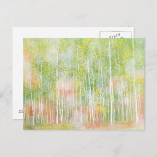 Silver Birch Trees Briefkaart (Voorkant / Achterkant)