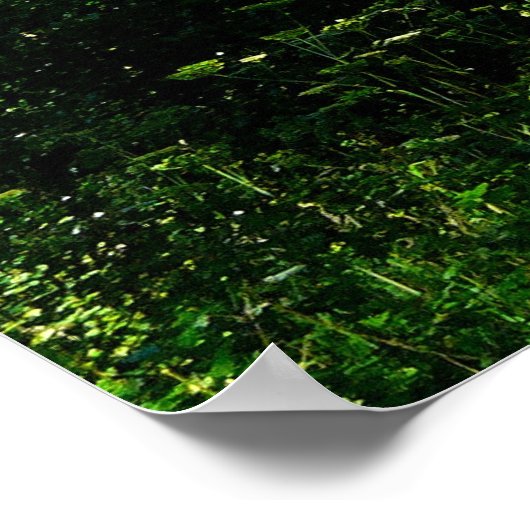 Silver Birch Trees Poster (Hoek)