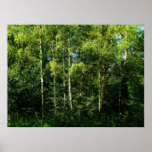Silver Birch Trees Poster (Voorkant)