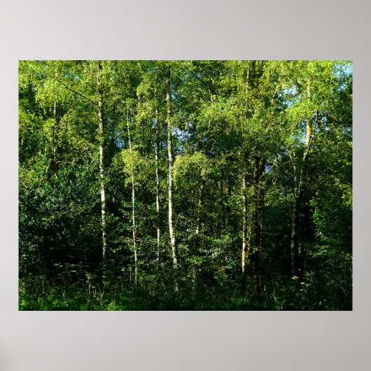 Silver Birch Trees Poster (Voorkant)