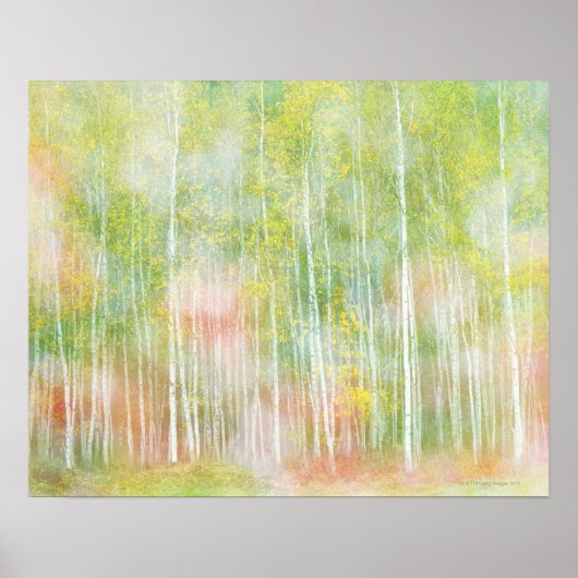 Silver Birch Trees Poster (Voorkant)