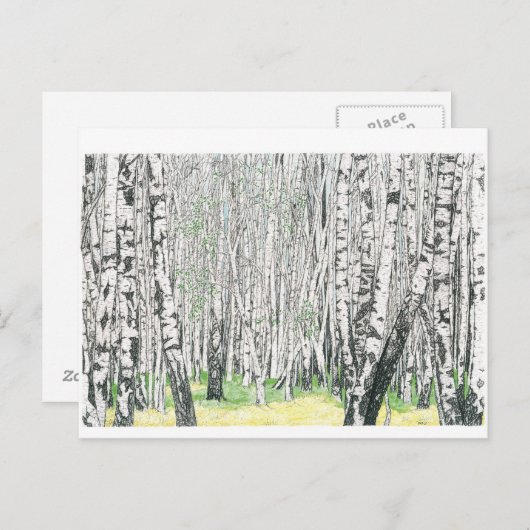 Silver Birch Wood - Briefkaart (Voorkant / Achterkant)