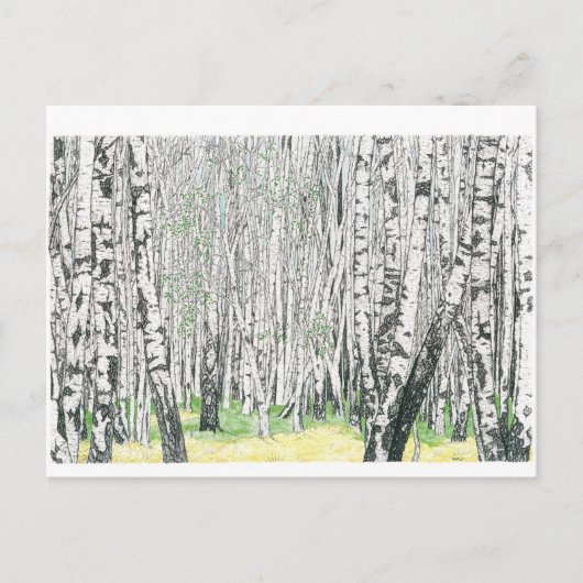 Silver Birch Wood - Briefkaart (Voorkant)