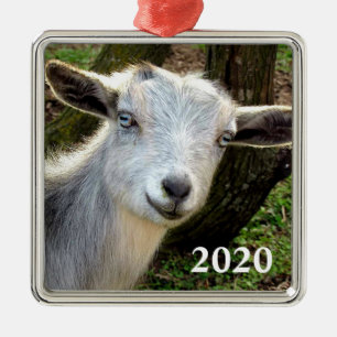 Silver Blue Eyed Nigerian Dwarf Dairy Goat Kind Metalen Ornament