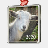 Silver Blue Eyed Nigerian Dwarf Dairy Goat Kind Metalen Ornament (Links)