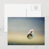 Silver-Blue-Gold-waterslak Briefkaart (Voorkant / Achterkant)