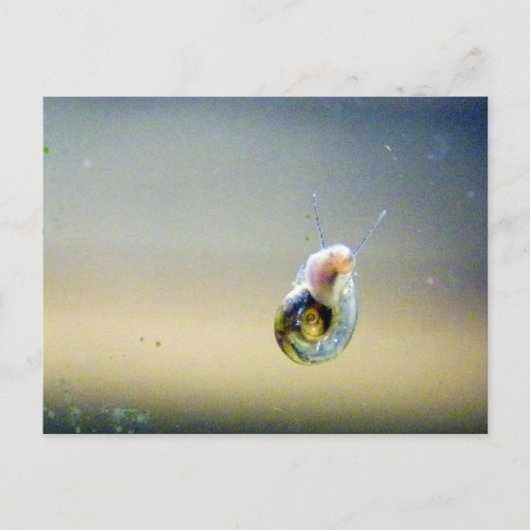 Silver-Blue-Gold-waterslak Briefkaart (Voorkant)
