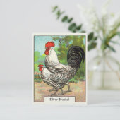  Silver Braekel Chicken Briefkaart (Staand voorkant)