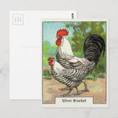  Silver Braekel Chicken Briefkaart (Voorkant / Achterkant)