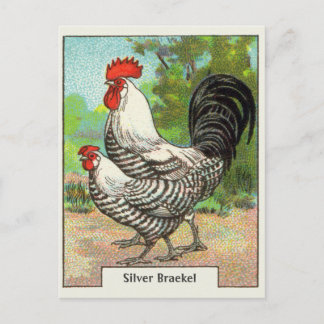 Silver Braekel Chicken Briefkaart