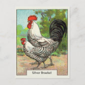  Silver Braekel Chicken Briefkaart (Voorkant)