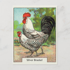 Silver Braekel Chicken Briefkaart