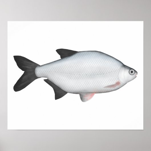 Silver Bream Poster (Voorkant)