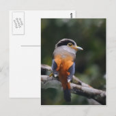 Silver Breasted Broadbill Briefkaart (Voorkant / Achterkant)