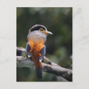 Silver Breasted Broadbill Briefkaart