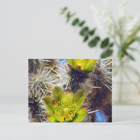 Silver Cholla Cactus Wildblos Briefkaart (Staand voorkant)