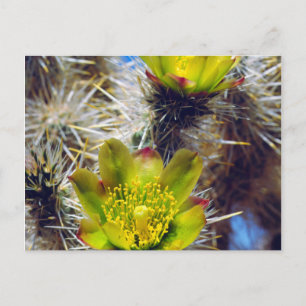 Silver Cholla Cactus Wildblos Briefkaart