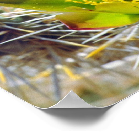 Silver Cholla Cactus Wildblos Poster (Hoek)