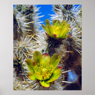 Silver Cholla Cactus Wildblos Poster
