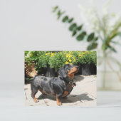 Silver Dapple Dachshund Buddy 2 Briefkaart (Staand voorkant)