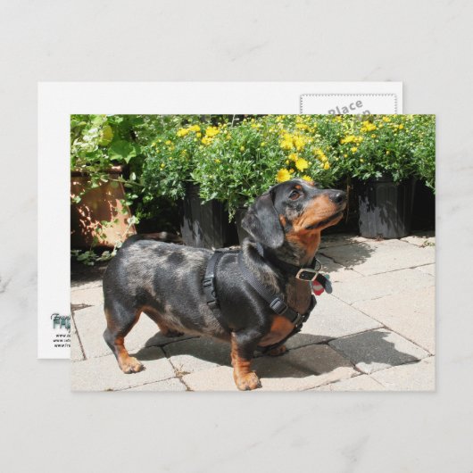 Silver Dapple Dachshund Buddy 2 Briefkaart (Voorkant / Achterkant)