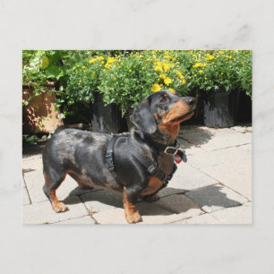 Silver Dapple Dachshund Buddy 2 Briefkaart