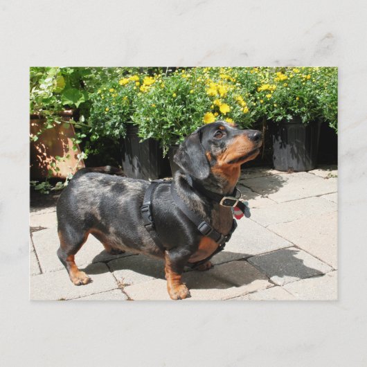 Silver Dapple Dachshund Buddy 2 Briefkaart (Voorkant)