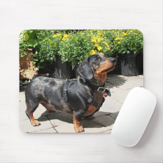 Silver Dapple Dachshund Buddy 2 Muismat (Met muis)