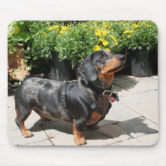Silver Dapple Dachshund Buddy 2 Muismat (Voorkant)