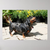 Silver Dapple Dachshund Buddy 2 Poster (Voorkant)