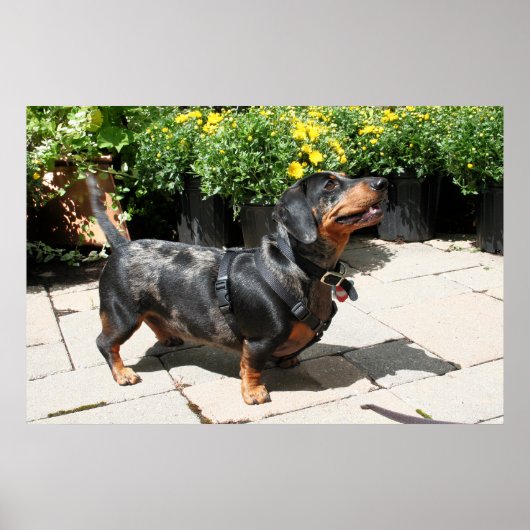 Silver Dapple Dachshund Buddy 2 Poster (Voorkant)