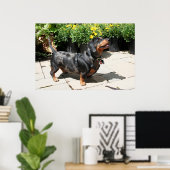 Silver Dapple Dachshund Buddy 2 Poster (Thuiskantoor)