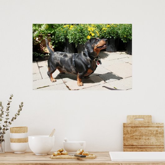Silver Dapple Dachshund Buddy 2 Poster (Keuken)