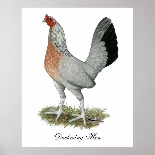 Silver Duckwing Game Hen Poster (Voorkant)