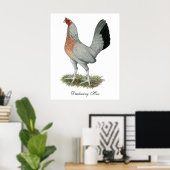 Silver Duckwing Game Hen Poster (Thuiskantoor)