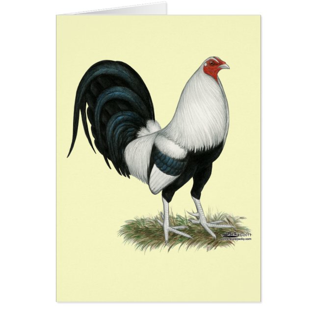 Silver Duckwing Gamecock (Voorkant)