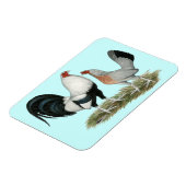 Silver Duckwing Gamefowl Magneet (Linkerzijde)