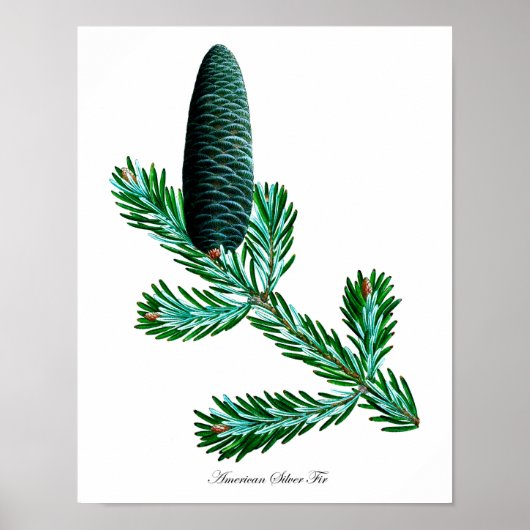 Silver Fir Botanical Print #2 Home Decor Wall Art (Voorkant)