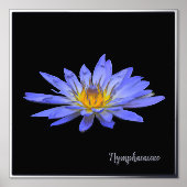 Silver Foil Accent Blue Water Lily Print Poster (Voorkant)