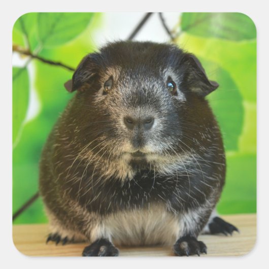 Silver Fox Guinee Pig. Vierkante Sticker (Voorkant)