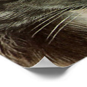 Silver Fox poster (Hoek)