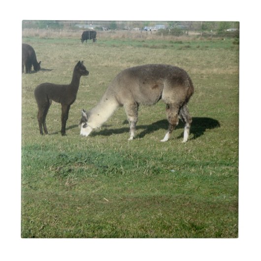 Silver Grey Alpaca & Cria Tegeltje (Voorkant)
