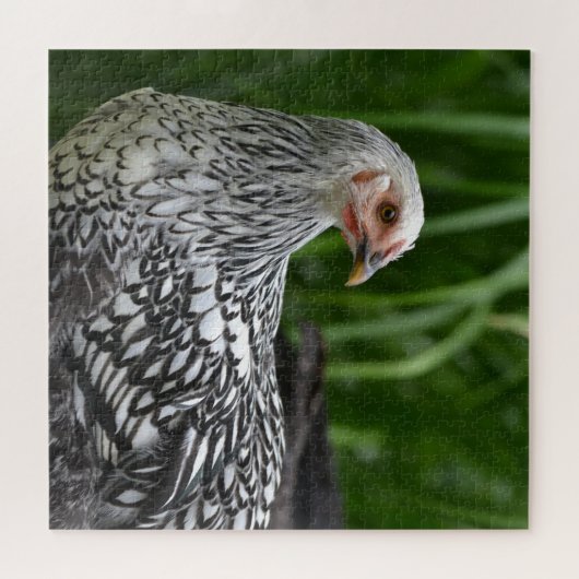 Silver Laced Chicken Legpuzzel (Horizontaal)