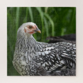 Silver Laced Chicken Legpuzzel (Verticaal)