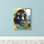 Silver Laced Cochin Chick Canvas Afdruk (Insitu (Houten vloer))