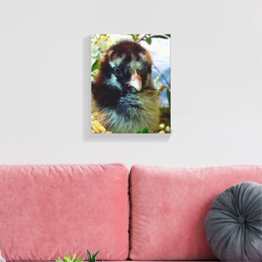 Silver Laced Cochin Chick Canvas Afdruk (Insitu (Woonkamer))