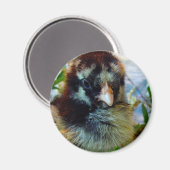 Silver Laced Cochin Chick in Studio Setting Magneet (Voorkant / Achterkant)